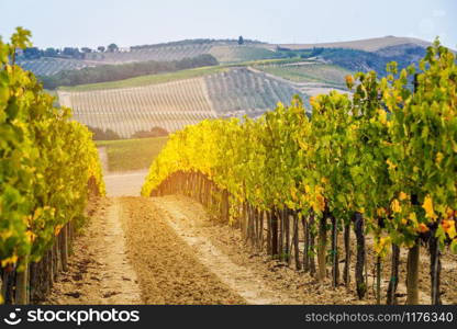 Vineyard landscape in Tuscany, Italy. Tuscany vineyards are home to the most notable wine of Italy.