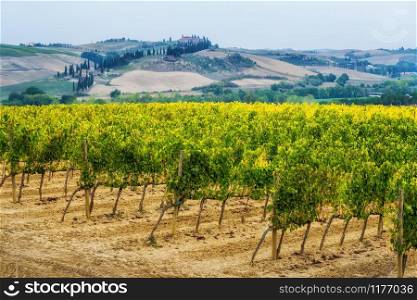 Vineyard landscape in Tuscany, Italy. Tuscany vineyards are home to the most notable wine of Italy.