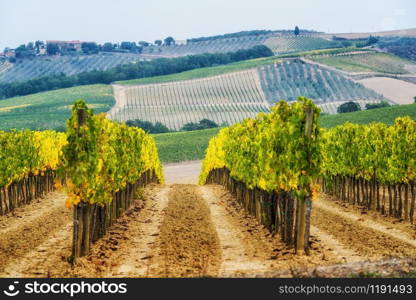 Vineyard landscape in Tuscany, Italy. Tuscany vineyards are home to the most notable wine of Italy.