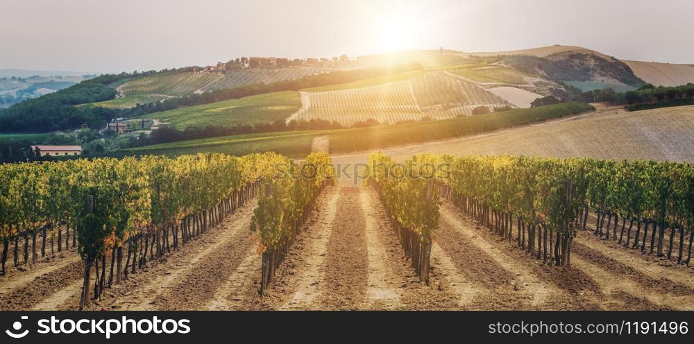 Vineyard landscape in Tuscany, Italy. Tuscany vineyards are home to the most notable wine of Italy.