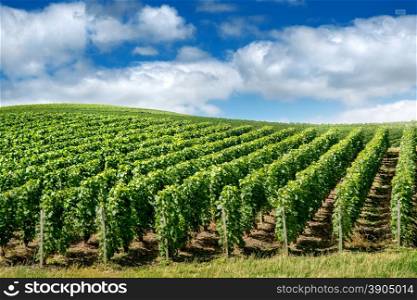 Vineyard landscape, Montagne de Reims, France