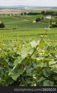 Vineyard landscape, Montagne de Reims, France