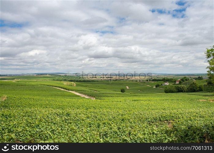 Vineyard landscape of Montagne de Reims, France. Vineyard landscape in France