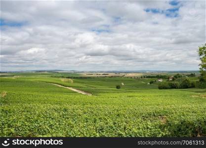 Vineyard landscape of Montagne de Reims, France. Vineyard landscape in France