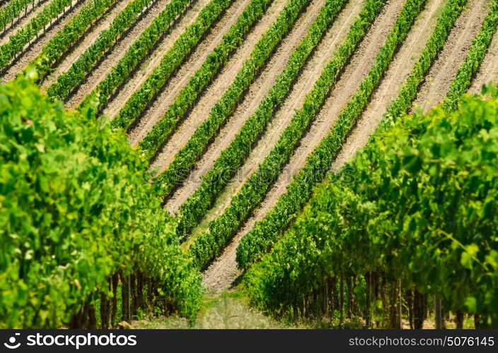 Vineyard lines view. Vineyard rows summer view in Tuscany, Italy.