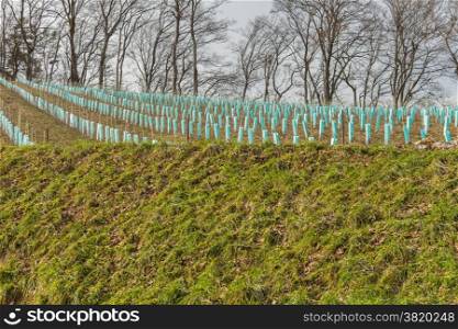 Vineyard near Graz in Styria,Austria