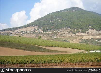 Vineyard near Tavor mount in Israel