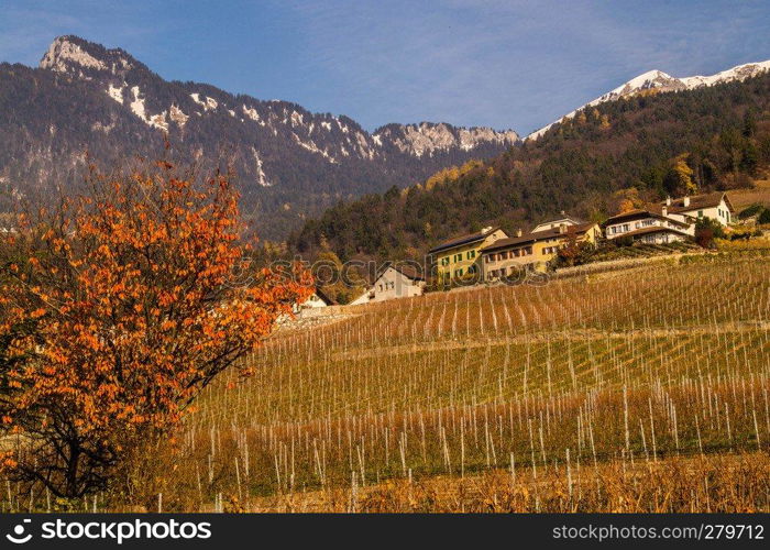 vineyard of lavaux
