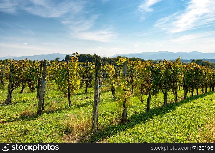 vineyard of the Jurancon wine in the French Pyrenees