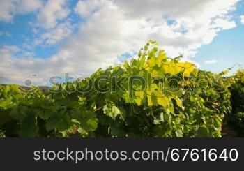 vineyard on a background of fluffy clouds, Crimea