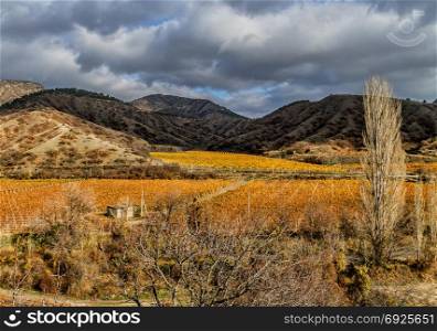 Vineyard on a background of mountains and sky. Autumnal vineyard in the valley, against the backdrop of mountains and cloudy sky.