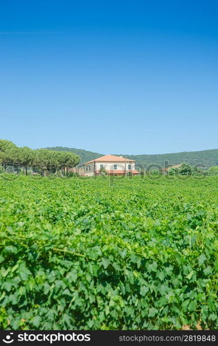 Vineyard on a bright summer day