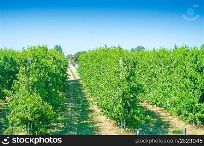 Vineyard on a bright summer day