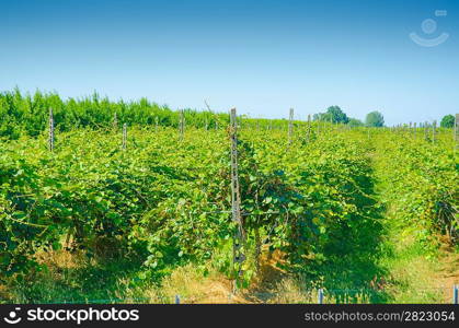 Vineyard on a bright summer day