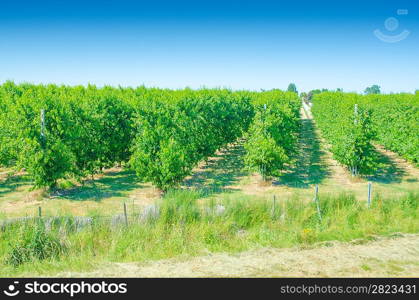 Vineyard on a bright summer day