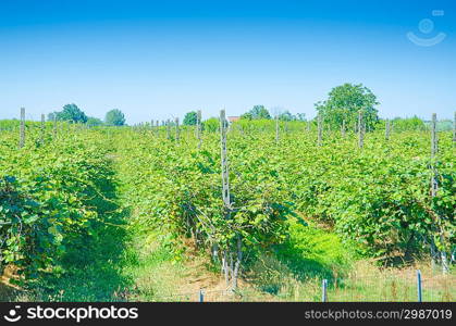 Vineyard on a bright summer day