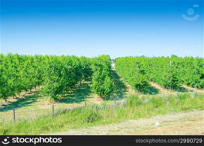 Vineyard on a bright summer day