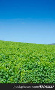 Vineyard on a bright summer day