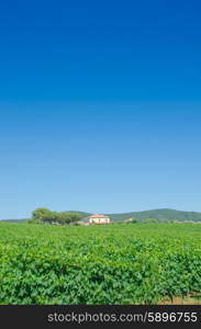 Vineyard on a bright summer day