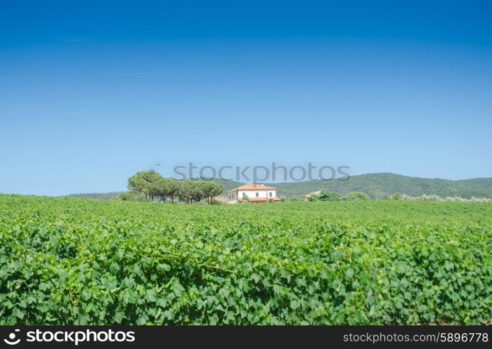 Vineyard on a bright summer day