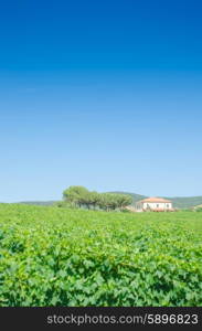 Vineyard on a bright summer day