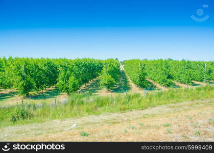 Vineyard on a bright summer day