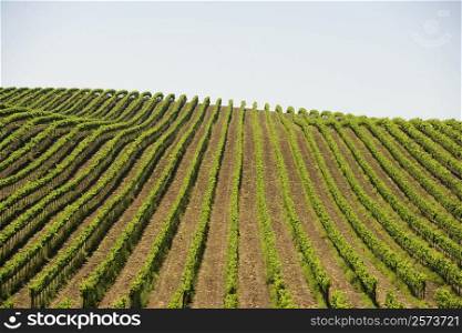 Vineyard on a rolling landscape