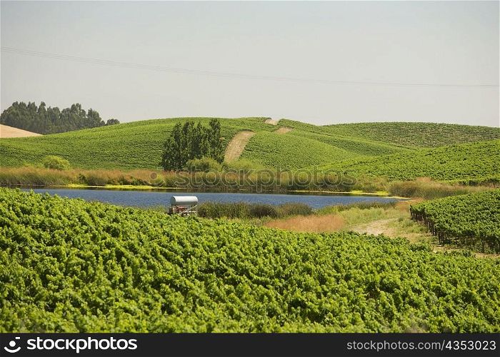 Vineyard on a rolling landscape