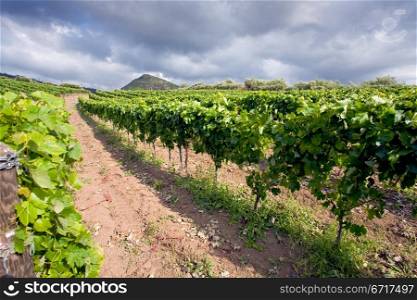 vineyard on gentle slope in Etna region, Sicily