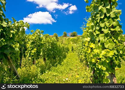 Vineyard on idyllic green hill view, Prigorje region of Croatia