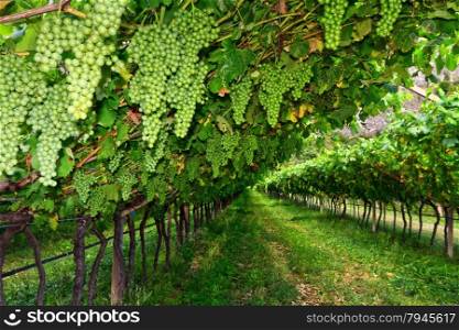 vineyard on summer in Trentino-Alto Adige, Italy