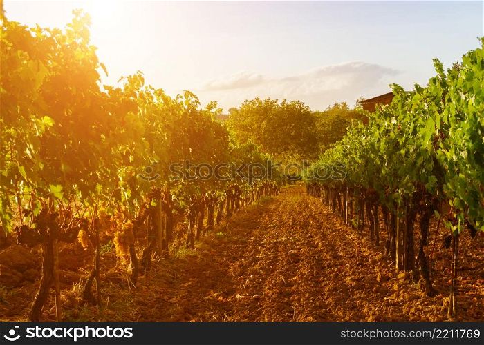 Vineyard on sunset Italy Tuscany hills Chianti. Vineyard on sunset