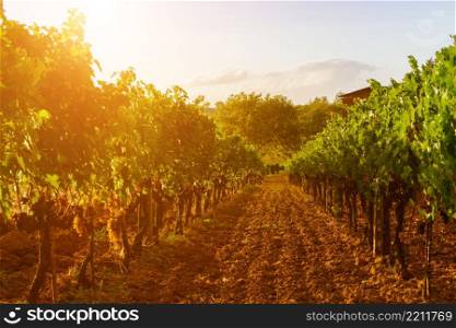 Vineyard on sunset Italy Tuscany hills Chianti. Vineyard on sunset