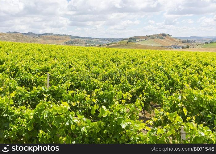 Vineyard on the Hills of Sicily
