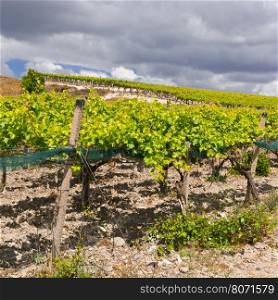 Vineyard on the Hills of Sicily
