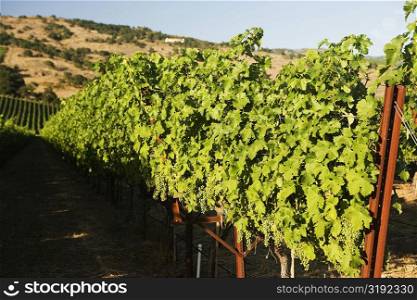 Vineyard on the hillside