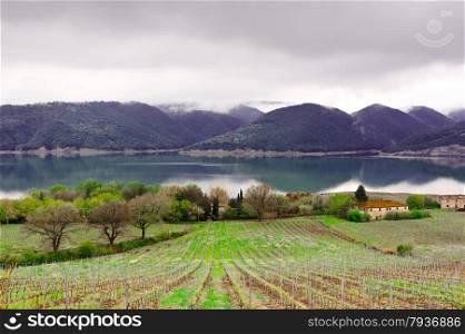 Vineyard on the Shore of Italian Lake Corbara in a Rainy Day