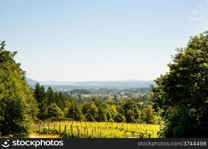 Vineyard on Vancouver Island, BC