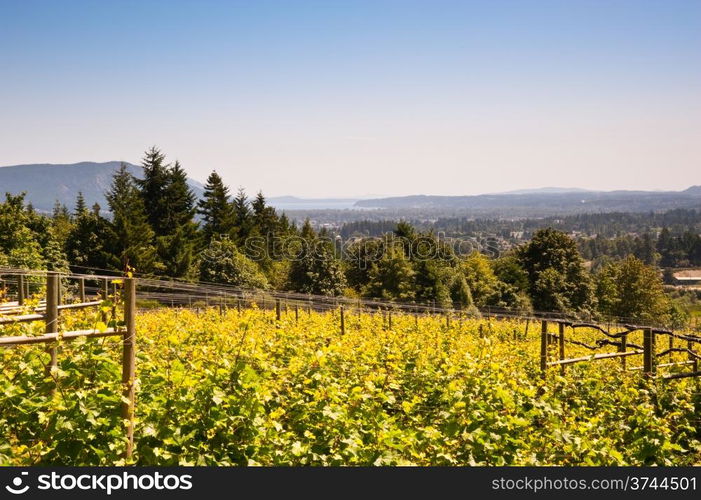 Vineyard on Vancouver Island, BC