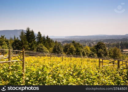 Vineyard on Vancouver Island, BC