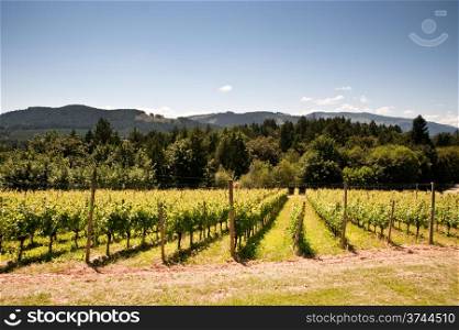 Vineyard on Vancouver Island, BC