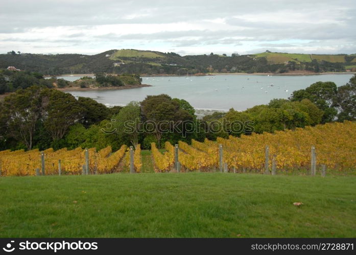 Vineyard overlooking Putiki Bay, Waiheke Island, New Zealand