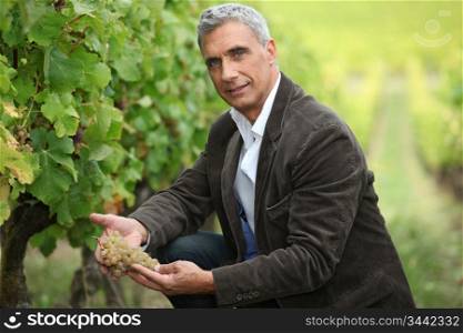 Vineyard owner inspecting a bunch of grapes