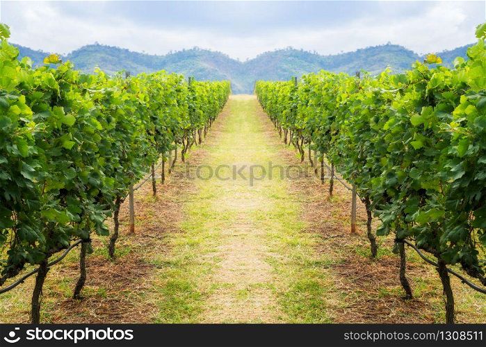 Vineyard pathway and mountain background. Winery concept. Vineyard landscape on hill. Shallow dept of field.