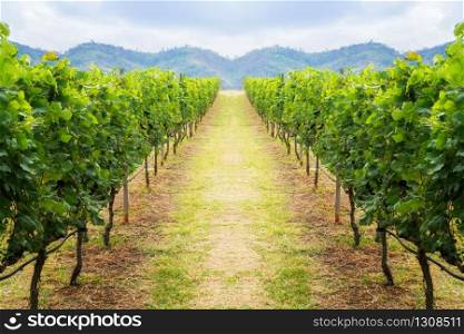 Vineyard pathway and mountain background. Winery concept. Vineyard landscape on hill. Shallow dept of field.