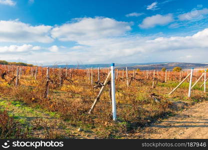 Vineyard plantation after harvest, autumn landscape
