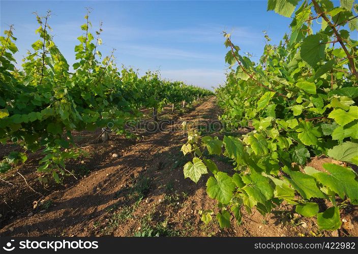 Vineyard row. Composition and agricultural nature.