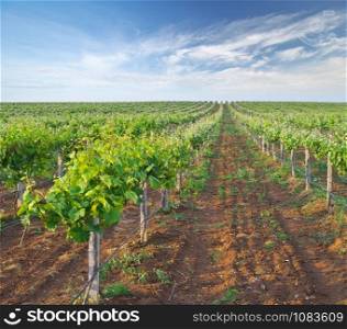 Vineyard rows. Agriculture nature landscape. Composition of nature.