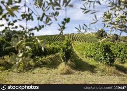 Vineyard rows and olive tree branches on foreground. Growing wine grapes and olives in countryside. Food travel concept in Italy.