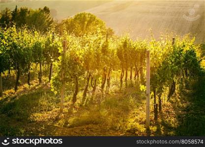 Vineyard rows at sunset in Marche, Italy